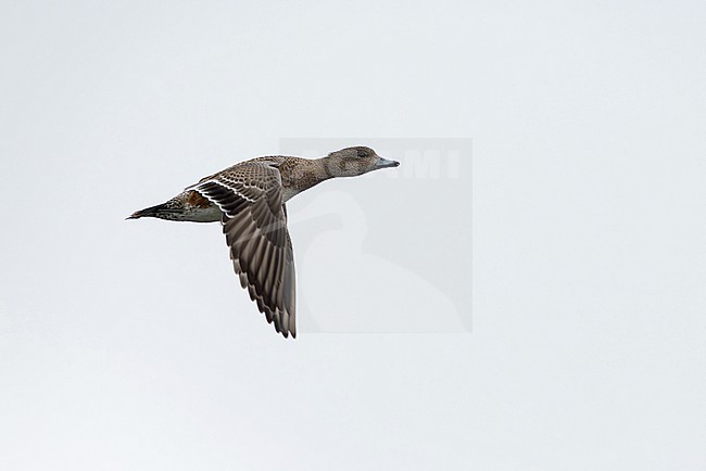 first calendar year female eurasian widgeon (anas penelope) in flight, found at Fehmarn at the Baltic Sea in Germany stock-image by Agami/Mathias Putze,