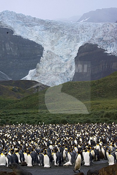 King Penguin colony; KoningspinguÃ¯n kolonie stock-image by Agami/Marc Guyt,