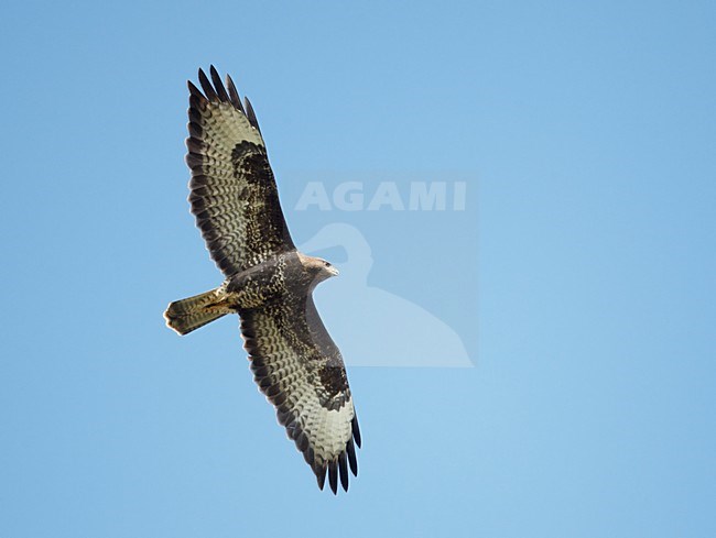 Buizerd in de vlucht; Common Buzzard in flight stock-image by Agami/Markus Varesvuo,