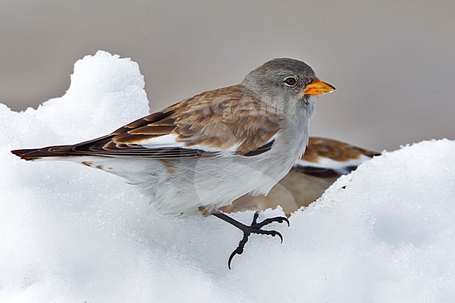 White-winged Snowfinch, Sneeuwvink, Montifringilla nivalis, male, man, perched, zittend, snow, sneeuw, foeragerend, foraging, bird, vogel, Europe, Europa stock-image by Agami/Daniele Occhiato,