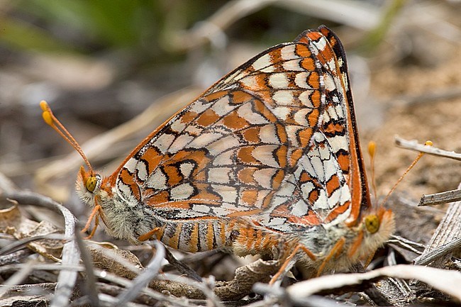 Chalcedon Checkerspot (Euphydryas chalcedona) stock-image by Agami/Wil Leurs,