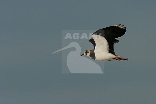 Kievit vliegend; Northern Lapwing flying stock-image by Agami/Menno van Duijn,