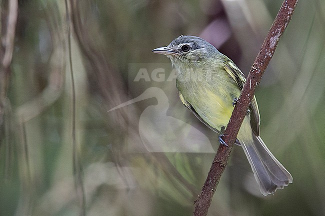 Yellow-olive Flatbill (Tolmomyias sulphurescens confusus) at Rio Claro Canyon Reserve, Antioquia, Colombia. stock-image by Agami/Tom Friedel,