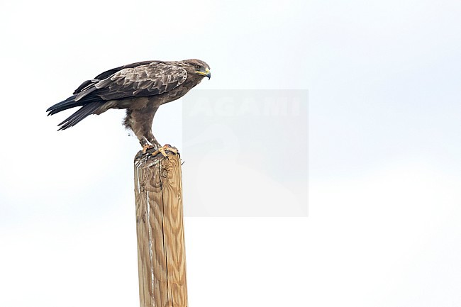 Adult Lesser Spotted Eagle, Clanga pomarina, in Romania. Perched on a wooden pole on side of the road. stock-image by Agami/Ralph Martin,
