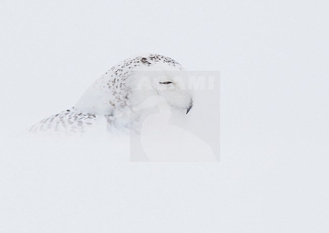 Sneeuwuil zittend, Snowy Owl perched stock-image by Agami/David Hemmings,