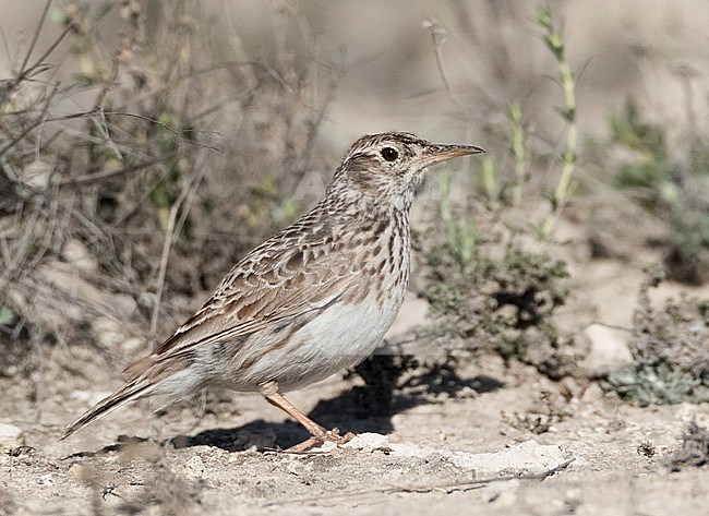 Dupont's Lark (Chersophilus duponti duponti) in Spanish steppes. Standing on the ground, seen from the side. stock-image by Agami/Marc Guyt,