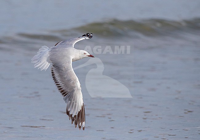 Immature Red-billed Gull (Chroicocephalus novaehollandiae scopulinus) on Northern Island in New Zealand. stock-image by Agami/Marc Guyt,