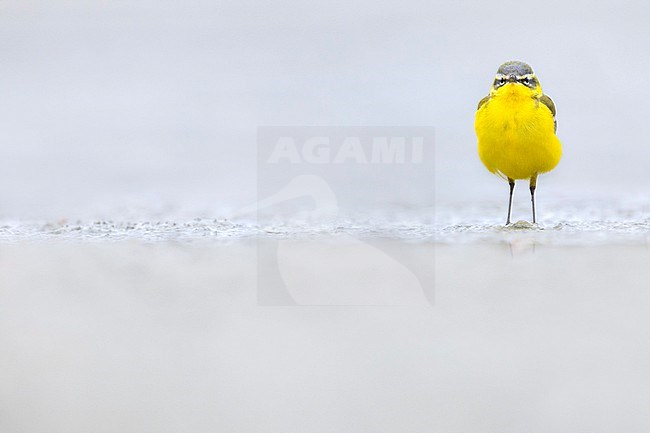 Spring male Blue-headed Wagtail (Mortacilla flava flava) in Italy. stock-image by Agami/Daniele Occhiato,