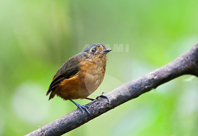 Grijskapdwergmierpitta zittend op een tak; Slate-crowned Antpitta perched on a branch stock-image by Agami/Marc Guyt,