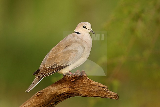 Kaapse tortelduif zittend op een tak; Cape Turtle Dove sitting on branch; stock-image by Agami/Walter Soestbergen,