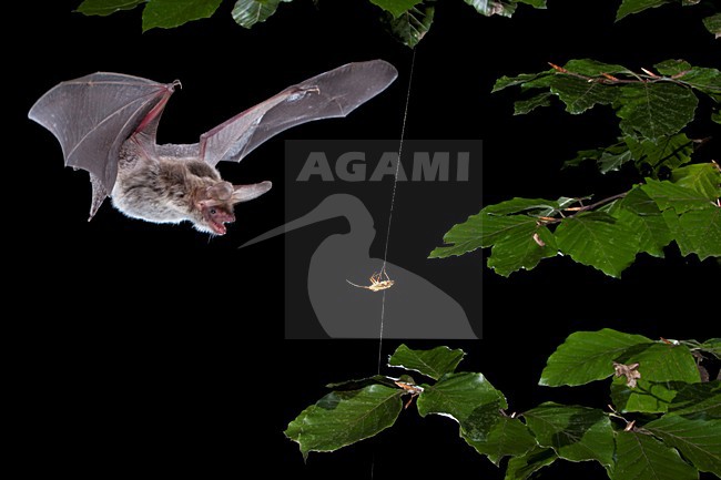 Foeragerende Bechsteins vleermuis, Hunting Bechstein's bat stock-image by Agami/Theo Douma,