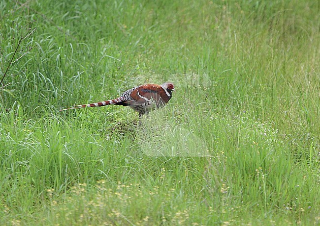 Elliot's pheasant (Syrmaticus ellioti) male foraging in tall grass stock-image by Agami/James Eaton,