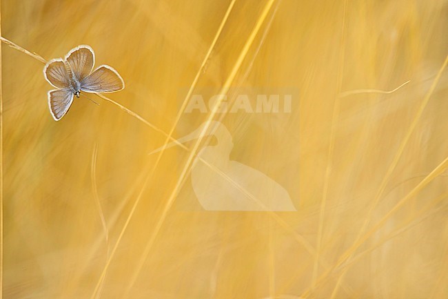 Heideblauwtje in het gras, Silver-studded Blue in the grass stock-image by Agami/Rob de Jong,