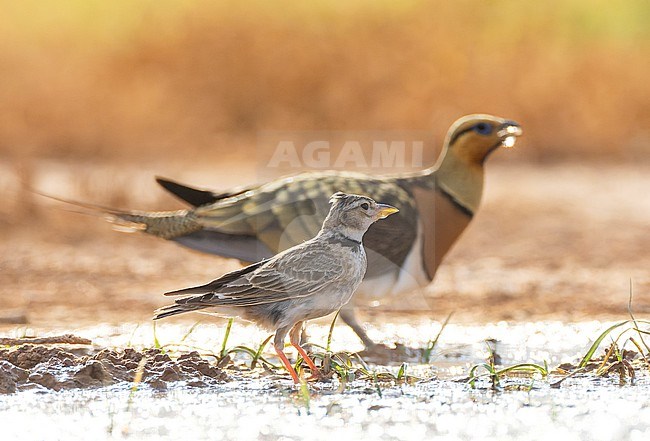 Calandra Lark, Melanocorypha calandra) at drinking site in Belchite, Spain. Pin-tailed Sandgrouse male in the background. stock-image by Agami/Marc Guyt,
