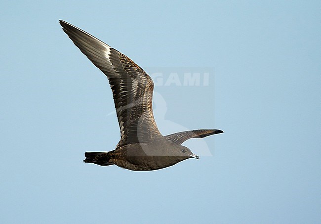 First-winter dark morph Parasitic Jaeger (Stercorarius parasiticus) in flight in Spain. stock-image by Agami/Dani Lopez-Velasco,