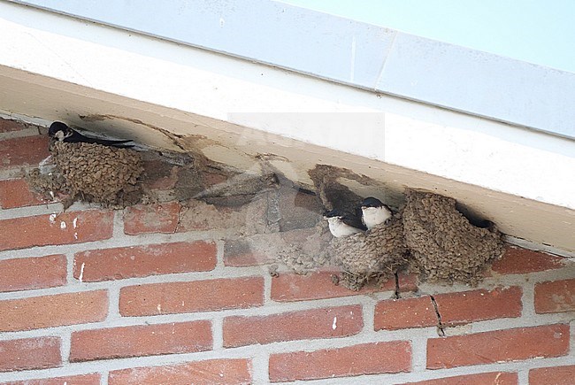 Common House Martin (Delichon urbicum) nesting under a roof stock-image by Agami/Roy de Haas,