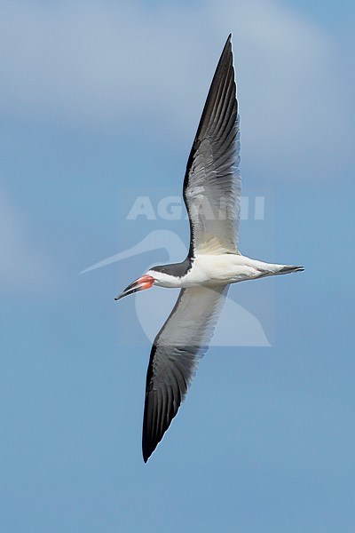 Adult Black Skimmer (Rynchops niger) in flight against a blue sky as background in San Diego Co., California, USA. stock-image by Agami/Brian E Small,