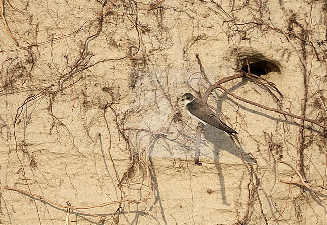 Sand Martin (Riparia riparia) in dunes of Texel, Netherlands. Perched in front of its nest hole/ stock-image by Agami/Marc Guyt,
