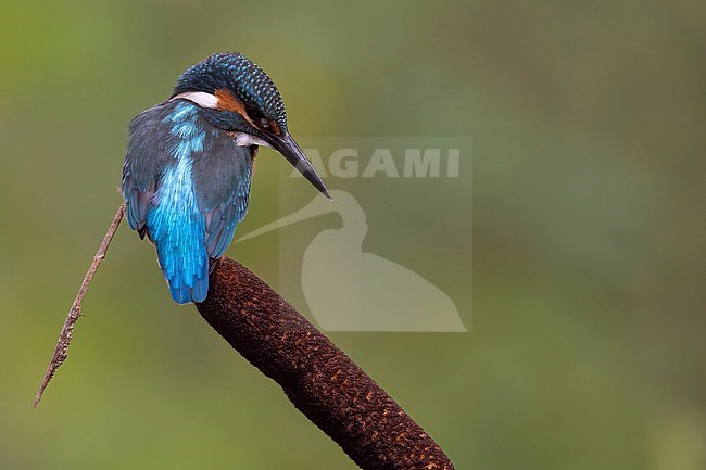 IJsvogel met insect als prooi stock-image by Agami/Han Bouwmeester,
