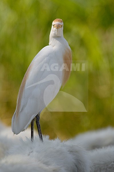 Koereiger adult staand op paard; Cattle Egret adult preched on Horse stock-image by Agami/Daniele Occhiato,