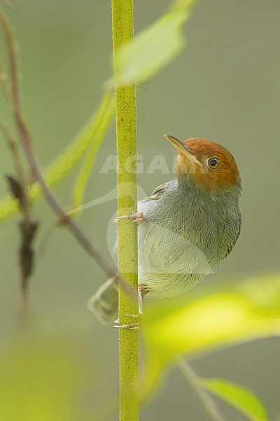 Ashy Tailorbird (Orthotomus ruficeps) Perched on a branch in Borneo stock-image by Agami/Dubi Shapiro,