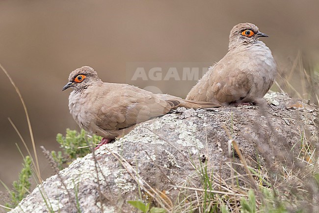 A pair of Moreno's Ground Dove (Metriopelia morenoi) Perched on a boulder in Argentina stock-image by Agami/Dubi Shapiro,