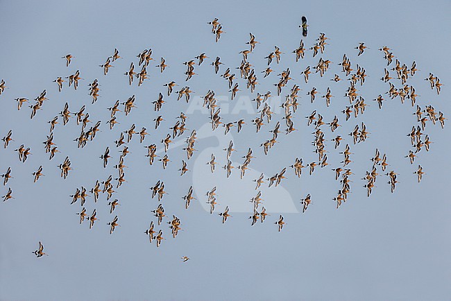 Black-tailed Godwit in the Spring; stock-image by Agami/Chris van Rijswijk,