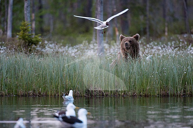 A European brown bear, Ursus arctos arctos, in tall grass watching gulls. Kuhmo, Oulu, Finland. stock-image by Agami/Sergio Pitamitz,