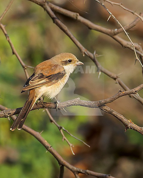 Juvenile Bay-backed Shrike, Lanius vittatus, during autumn migration  in India. stock-image by Agami/Marc Guyt,