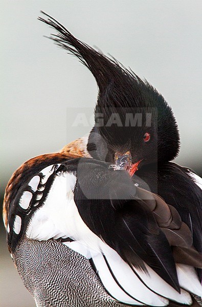 Adult male Red-breasted Merganser (Mergus serrator) just waking up after fallen asleep in harbor of Texel, Netherlands. stock-image by Agami/Menno van Duijn,