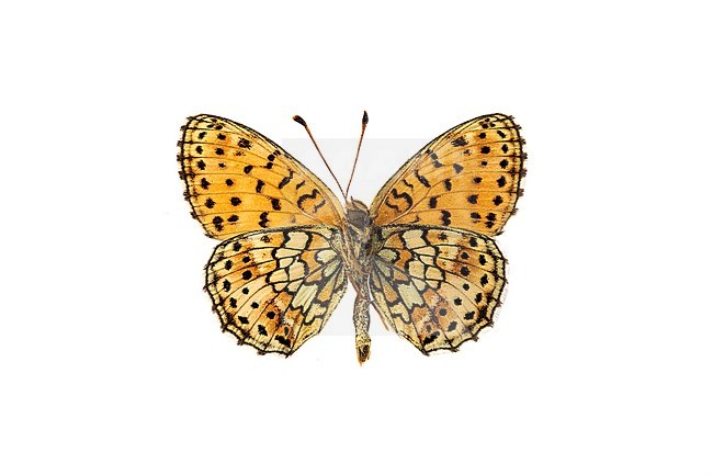 Twin-spot Fritillary, Dubbelstipparelmoervlinder, Brenthis hecate stock-image by Agami/Wil Leurs,