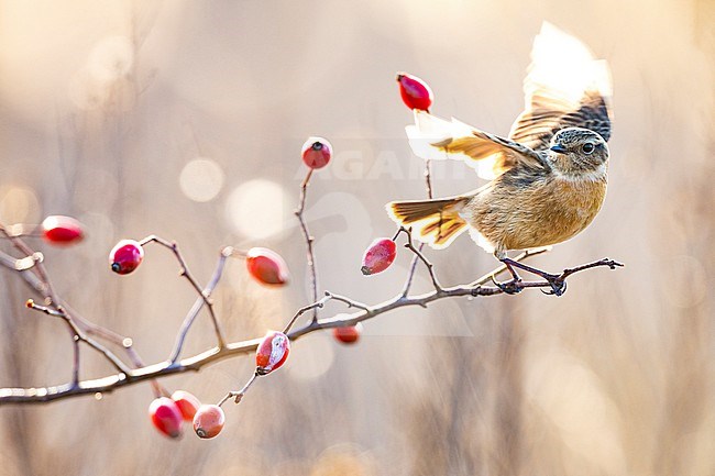 European Stonechat (Saxicola rubicola) in Italy. stock-image by Agami/Daniele Occhiato,