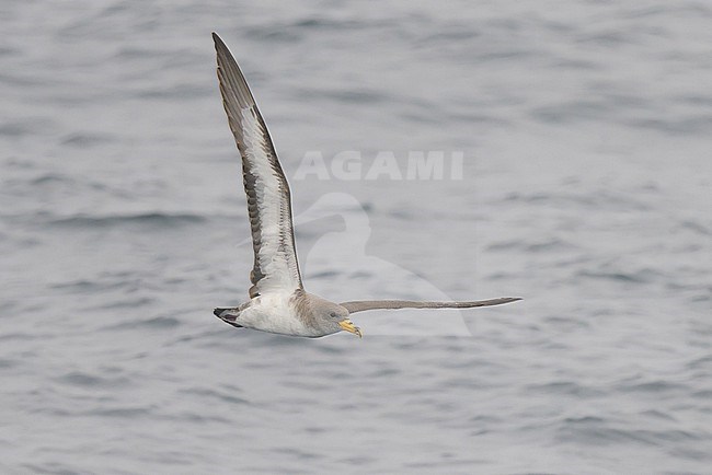 Cory's shearwater (Calonectris borealis) flying, with the sea as background. stock-image by Agami/Sylvain Reyt,