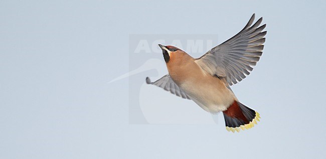 Pestvogel in de vlucht; Bohemian Waxwing in flight stock-image by Agami/Markus Varesvuo,