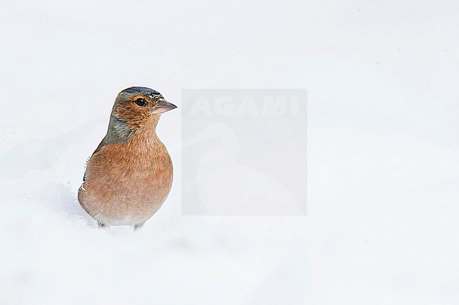 Male Common Chaffinch (Fringilla coelebs) standing in the snow stock-image by Agami/Alain Ghignone,