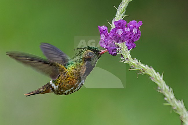 Male Black-crested Coquette (Lophornis helenae) flying while feeding at a flower in Costa Rica. stock-image by Agami/Glenn Bartley,