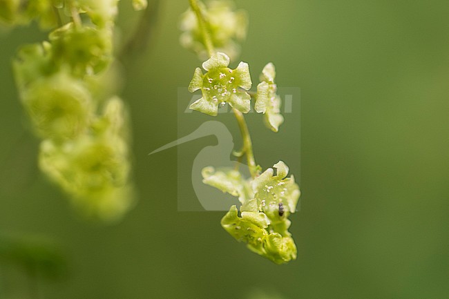 Mountain Currant blossom stock-image by Agami/Wil Leurs,