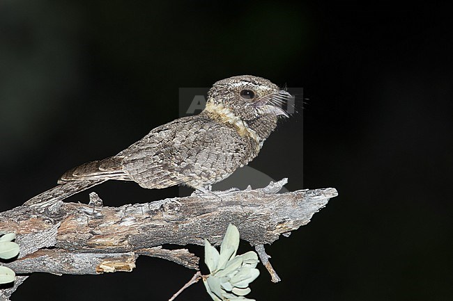 Adult male
Pima Co., AZ
May 2014 stock-image by Agami/Brian E Small,