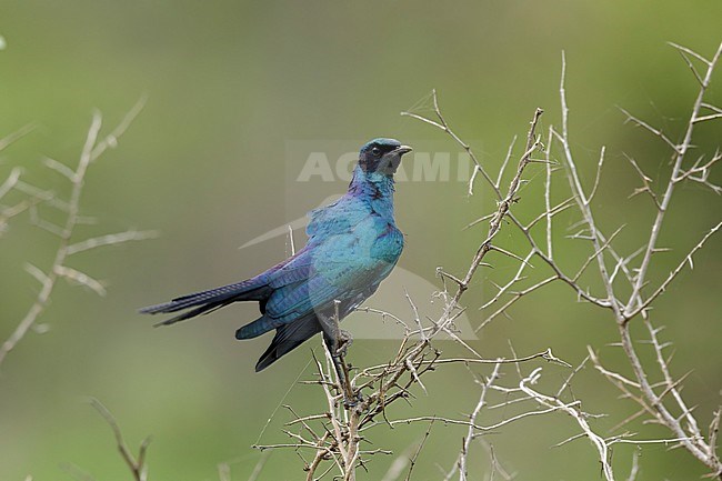 Grote glansspreeuw zittend in de bosjes; Burchell's starling sitting in bushes; stock-image by Agami/Walter Soestbergen,