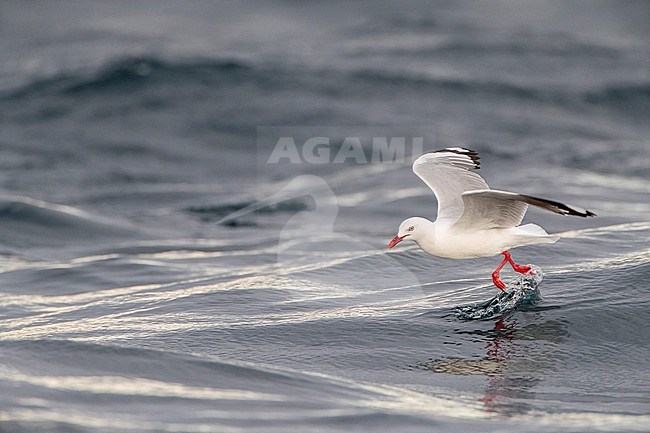 Red-billed Gull (Chroicocephalus novaehollandiae scopulinus) on South Island in New Zealand. Foraging at sea. stock-image by Agami/Marc Guyt,