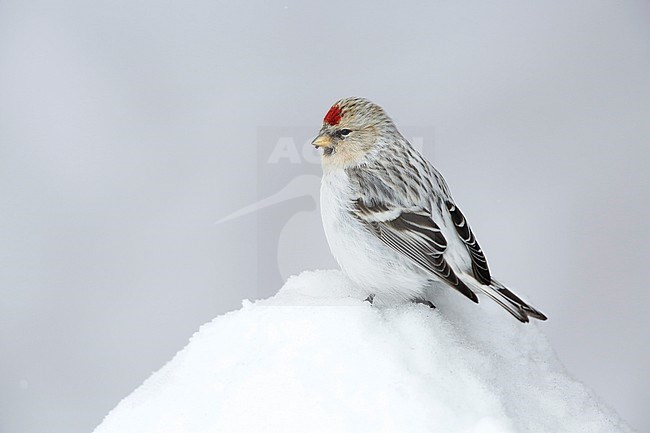 Witstuitbarmsijs; Arctic Redpoll; stock-image by Agami/Chris van Rijswijk,