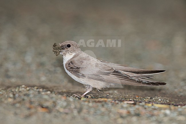 Eurasian Crag Martin collecting nest material. stock-image by Agami/Alain Ghignone,