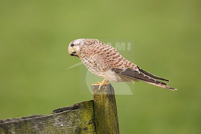 Torenvalk zittend op het hek; Common Kestrel sitting on the fench; stock-image by Agami/Walter Soestbergen,