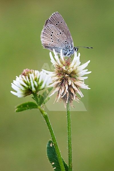 Mazarine Blue, Klaverblauwtje, Cyaniris semiargus stock-image by Agami/Wil Leurs,