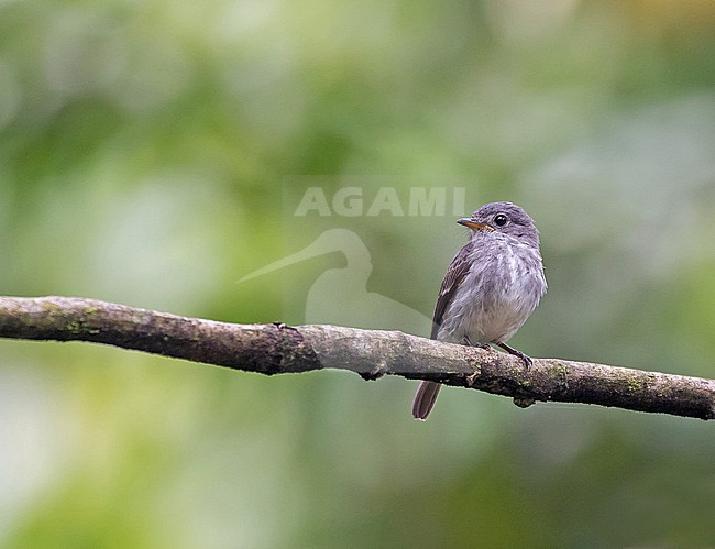Little Grey Flycatcher (Muscicapa epulata) in Ghana. stock-image by Agami/Pete Morris,