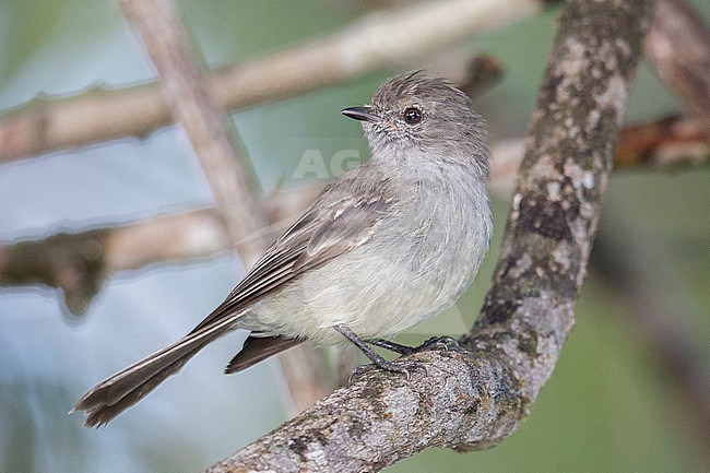 Amazonian Scrub Flycatcher (Sublegatus obscurior) at Mitu, Vaupes, Colombia. stock-image by Agami/Tom Friedel,