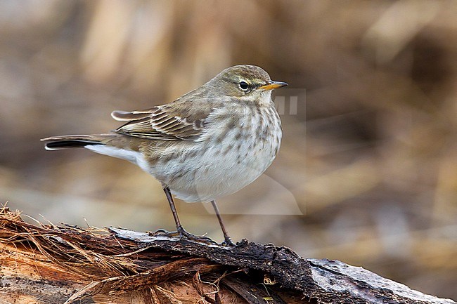 Waterpieper, Water Pipit, Anthus spinoletta stock-image by Agami/Daniele Occhiato,