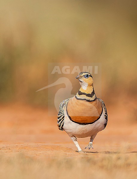 Female Pin-tailed Sandgrouse (Pterocles alchata) in steppes near Belchite in Spain. stock-image by Agami/Marc Guyt,