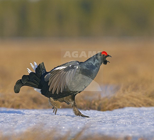 Black Grouse male lekking; Korhoen man baltsend stock-image by Agami/Jari Peltomäki,