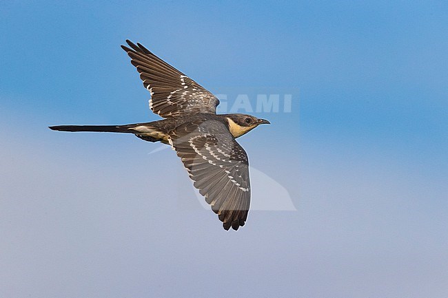 Great Spotted Cuckoo, Clamator glandarius, in Italy. stock-image by Agami/Daniele Occhiato,